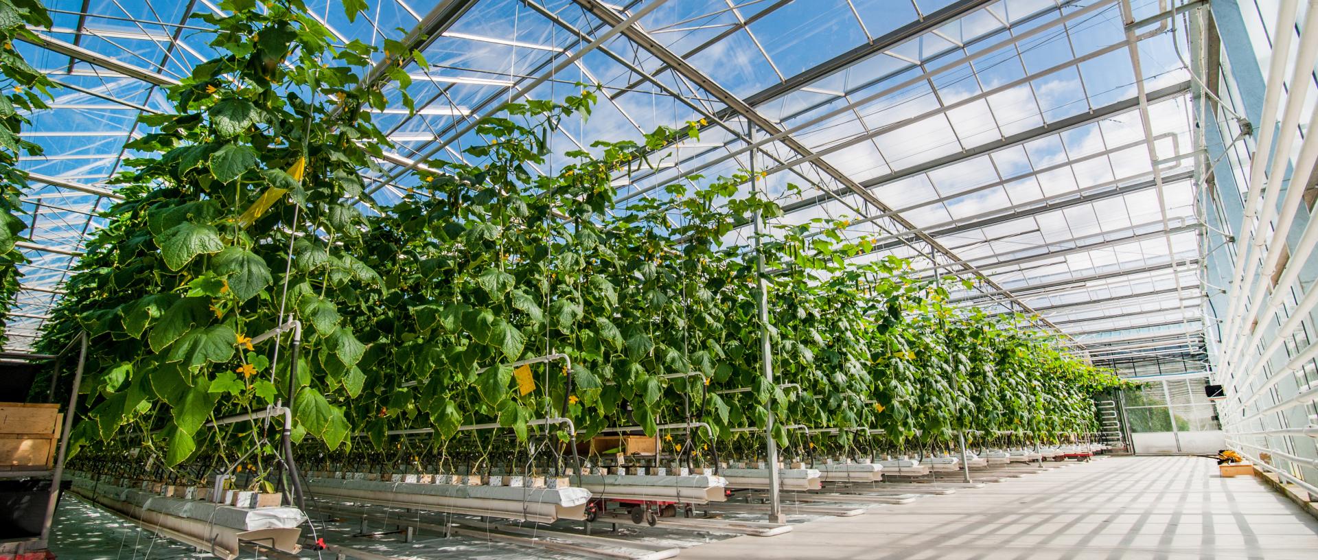 Greenhouse inside 