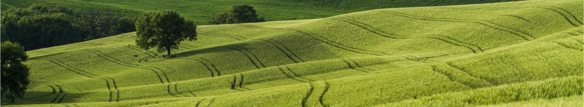 Green field with grass and one tree