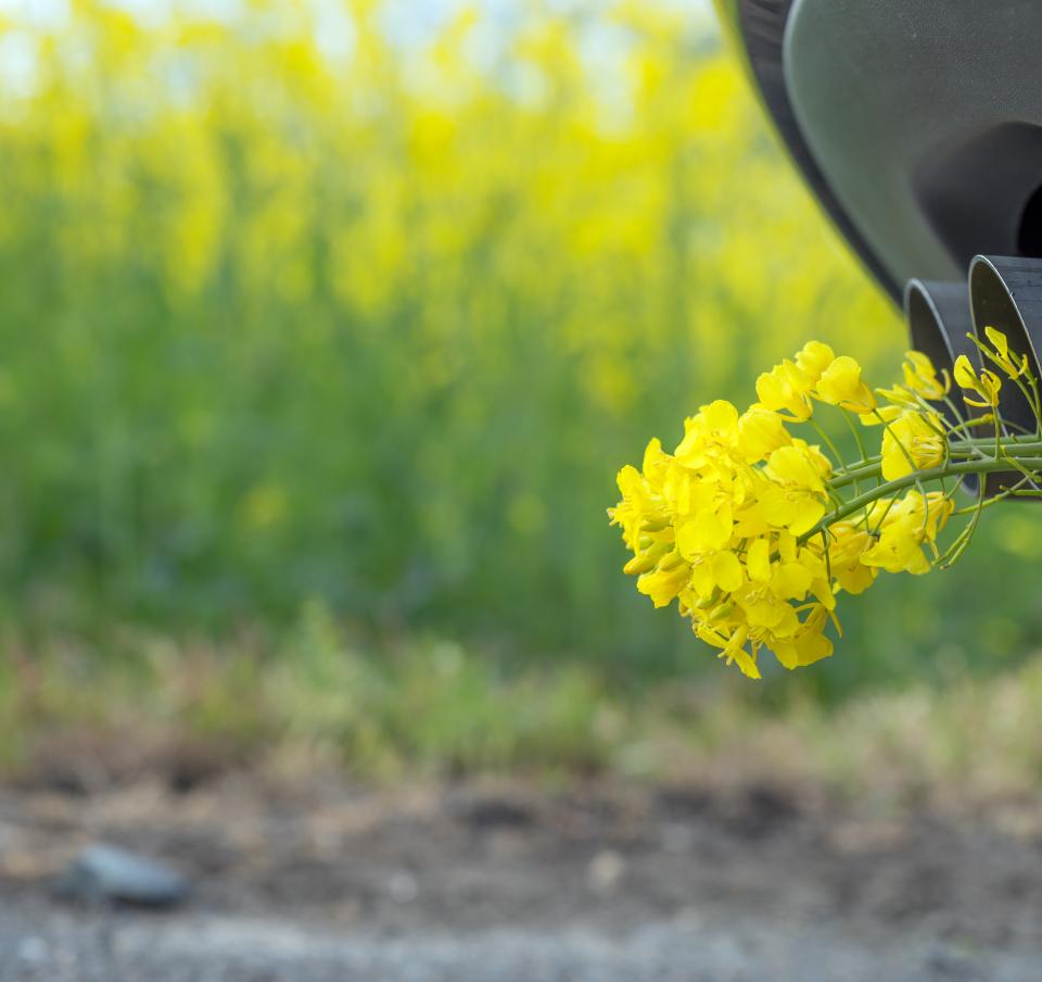 Close up of a vehicle's exhaust pipe with yellow flowers coming out of it, against a backdrop of a field of yellow flowers Close up of a vehicle's exhaust pipe with yellow flowers coming out of it, against a backdrop of a field of yellow flowers
