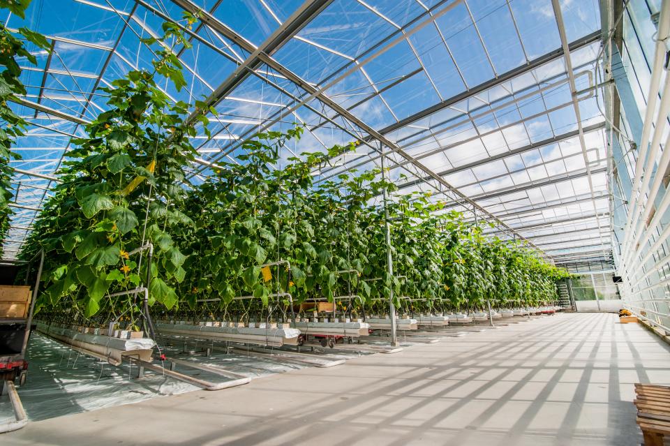 Colors - Advantica Horti Control 
